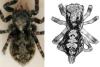 Pseudeuophrys lanigera